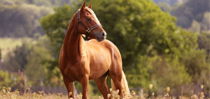 teaser supplement fohlenfutter derby